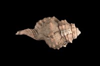 藏品(大象法螺)的圖片